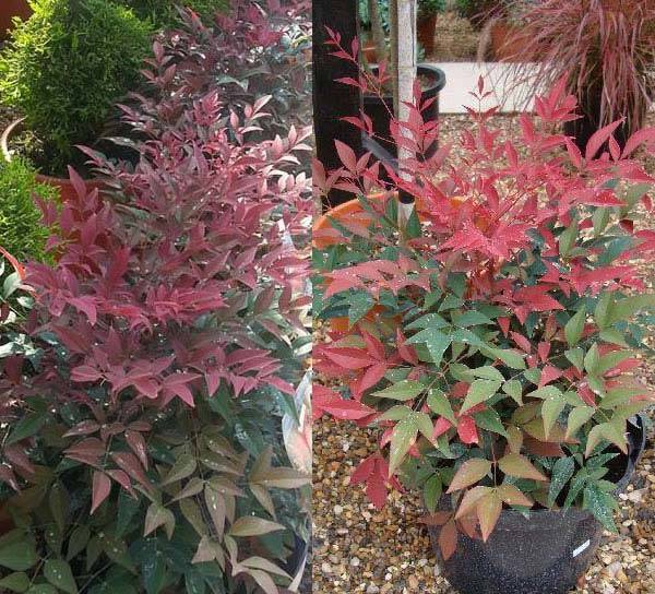 Image of Nandina domestica obsessed shrub in full sun