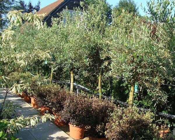 Full Standard Olive Trees for sale UK