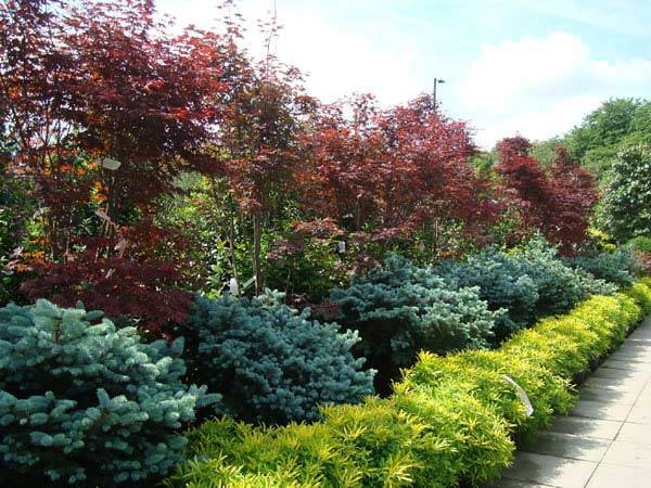 Picea Pungens Silver Blue Leafed Shrub for sale UK