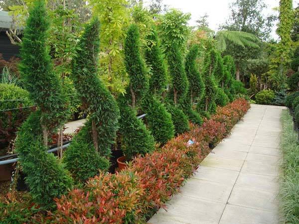 leucothoe plants for sale UK