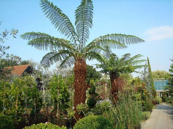 Protecting Tree Ferns in Winter 