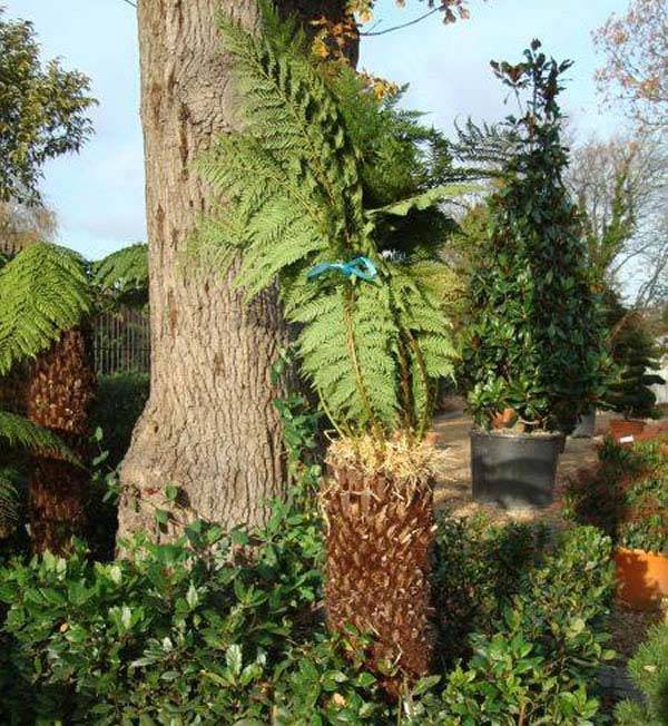 How to Protect Tree Ferns in Winter