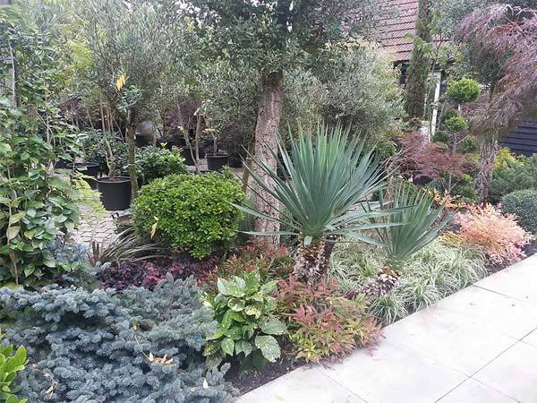 Picea, Yucca, Nandina, Aucuba and Acers