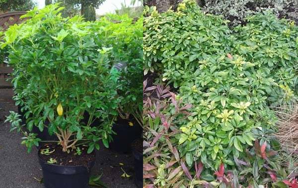 Mexican Orange Blossom or Choisya Ternata for sale UK