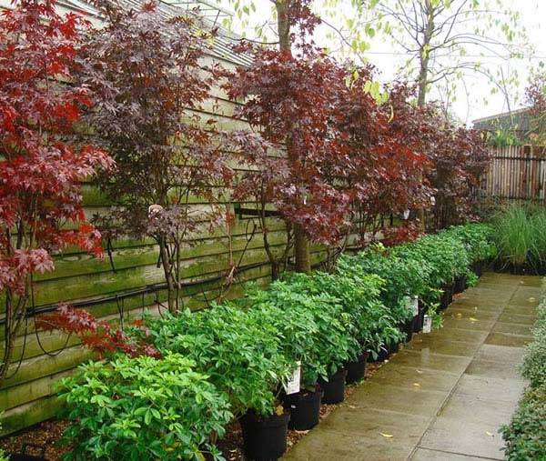 Here Choisya is underplanted with Japanese Acer Bloodgood