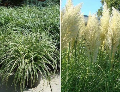 Ornamental or Decorative Grasses in Garden Design