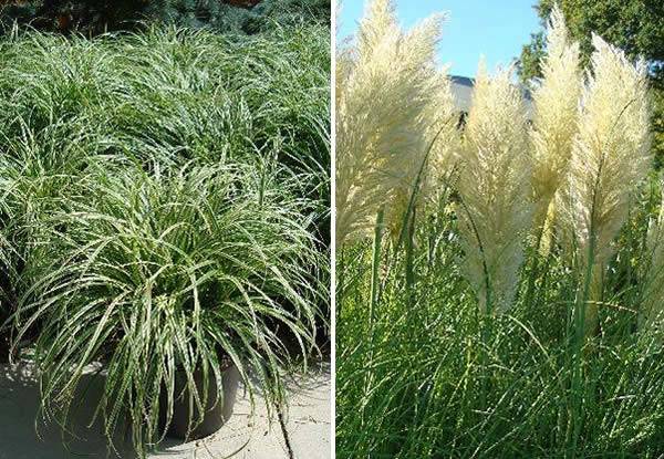 Decorative Grasses - Cortaderia Selloana Pumila and Carex Silver Sceptre Sedge Grass