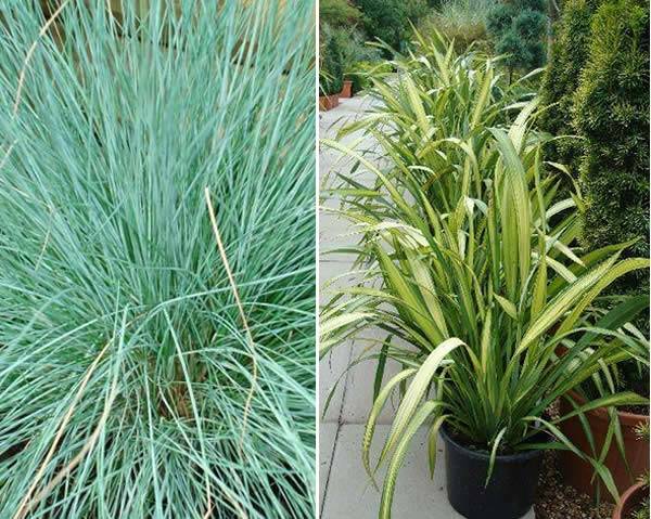 Ornamental Grasses - Festuca Glauca (Elijah Blue) and Phormium Yellow Wave (Flax Lily)