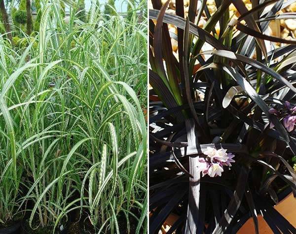Ornamental Grasses - Miscanthus Cabaret and Ophiopogon Nigrescens (or Lily turf or Black Grass)