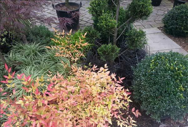 Nandina and Buxus Globes provide colour and structure that is ideal for Autumn beds