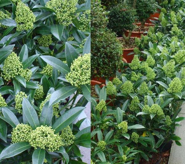 Skimmia Kew Green buy online UK