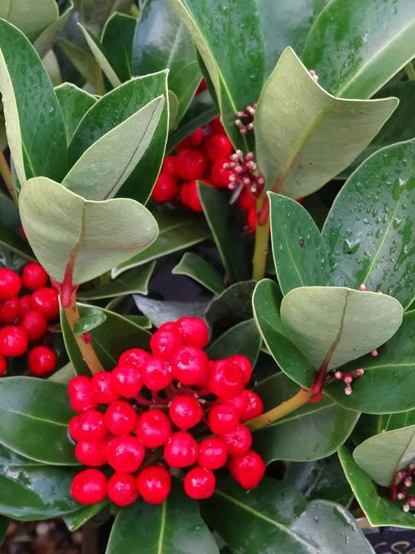 Skimmia Obsession for sale UK