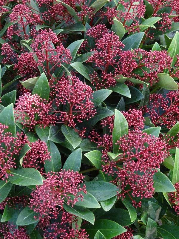 Skimmia Evergreen Shrubs - skimmia rubella