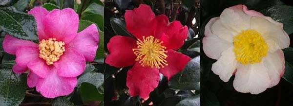 Christmas Camellias are Flowering Now! Buy online UK delivery