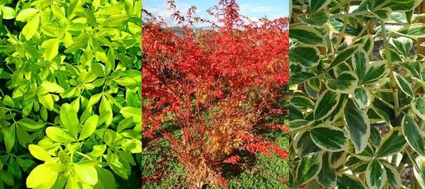 Evergreen shrubs for winter colour in the garden