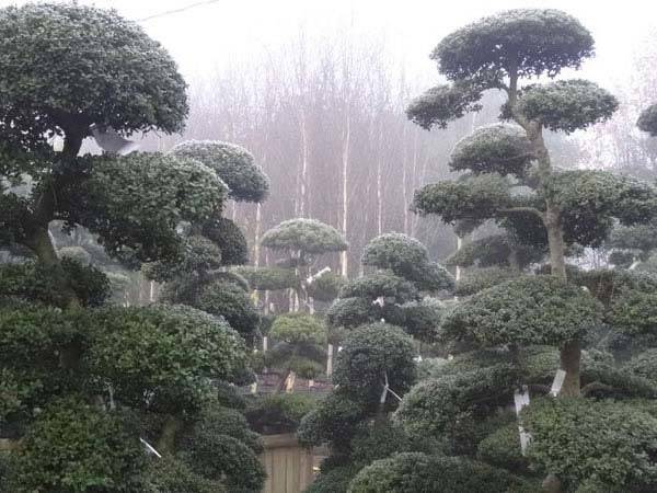 Ilex Crenata - Japanese Cloud Trees