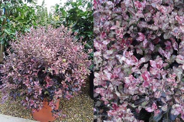 Pittosporum Tom Thumb for sale UK delivery