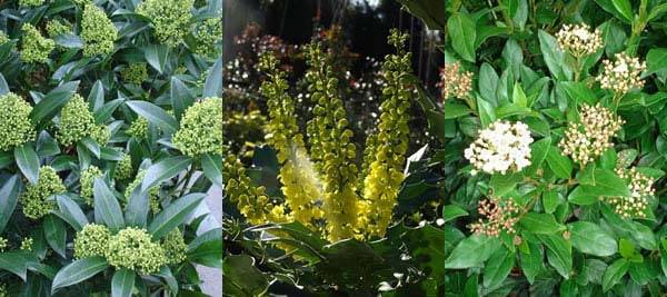 Winter flowering shrubs for sale UK