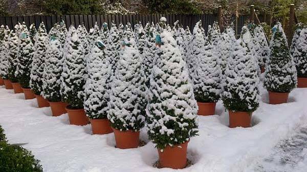 Buxus Cones offer buy 1 get 1 free