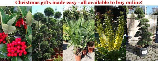 Christmas gifts the easy way - perfect plants to buy online