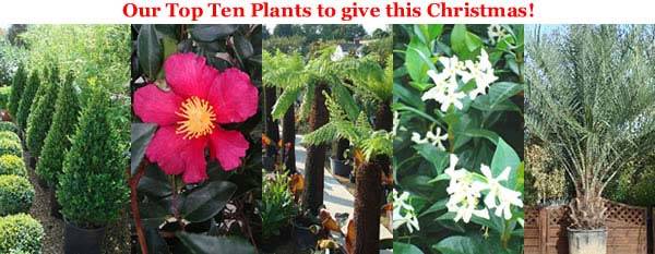 Best plants to give as gifts this Christmas