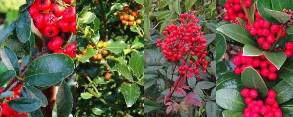 Plants with Winter Berries for sale London UK
