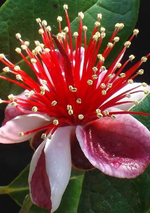 Feijoa Sellowiana has spectacular pink & red flowers in early summer