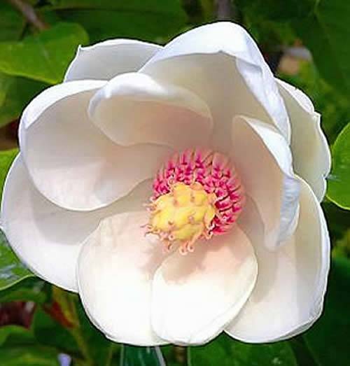 Magnolia Sieboldii has highly fragrant flowers, which are high in nectar and attract bees and other pollinators. 