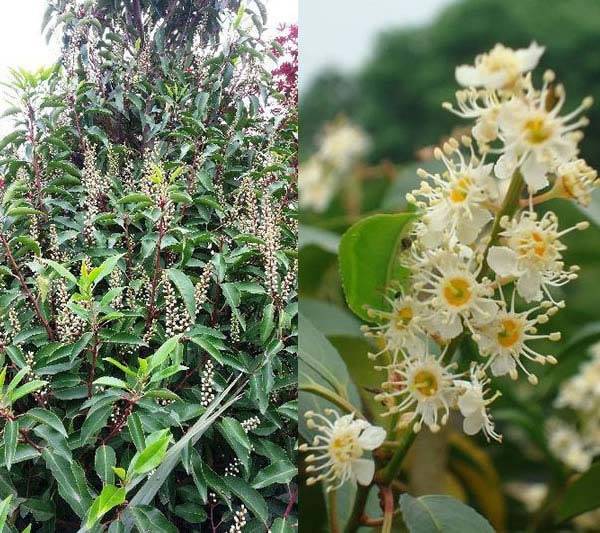 Summer Flowering Prunus Lusitanica Shrub for sale UK