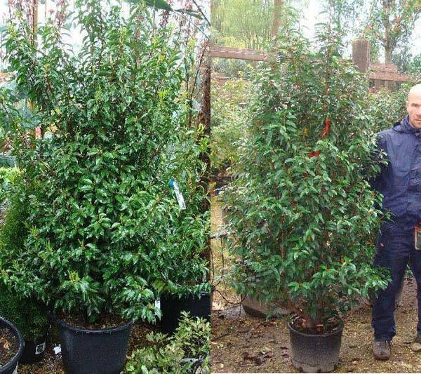 Prunus Lusitanica Angustifolia for hedging for sale UK