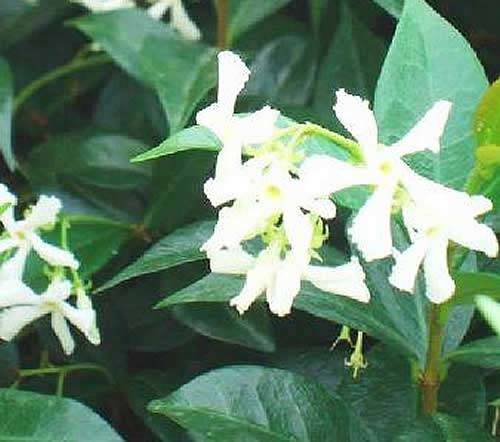 With its fragrant flowers rich in nectar, Trachelospermum Jasminoides attracts pollinating wildlife
