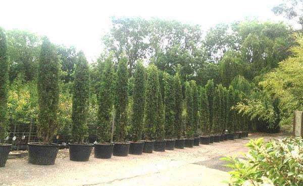 Thuja Brabant Trees for sale UK