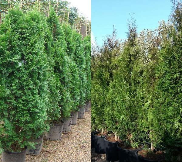 Fast Growing trees - Thuya Plicata Hedging
