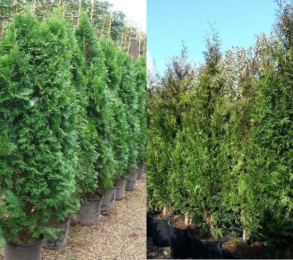 Fast Growing trees for sale UK