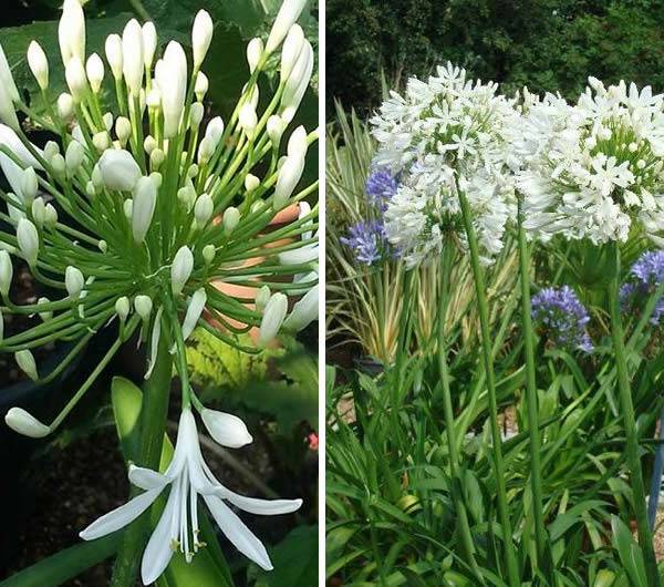 Our Special Offer: Buy 2x 90cm high White Agapanthus Africanus Albus for £45. UK delivery