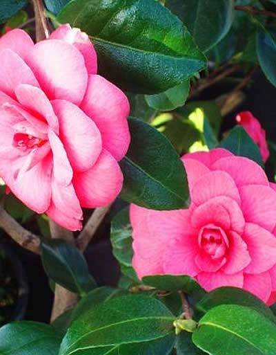 Camellia Japonica Debbie – Special Offer