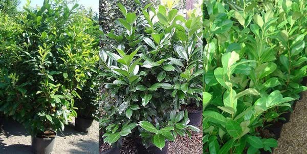 Click through to lots of Cherry Laurel Hedging Offers. UK Wide Delivery