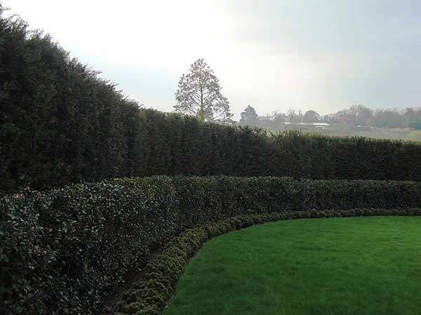 Cupressus x Leylandii as part of a three-tier hedging structure.