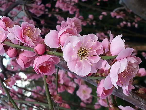 Flowering right now, Prunus Mume has beautiful scented pink flowers (plum blossom) and bears fruit in early summer 