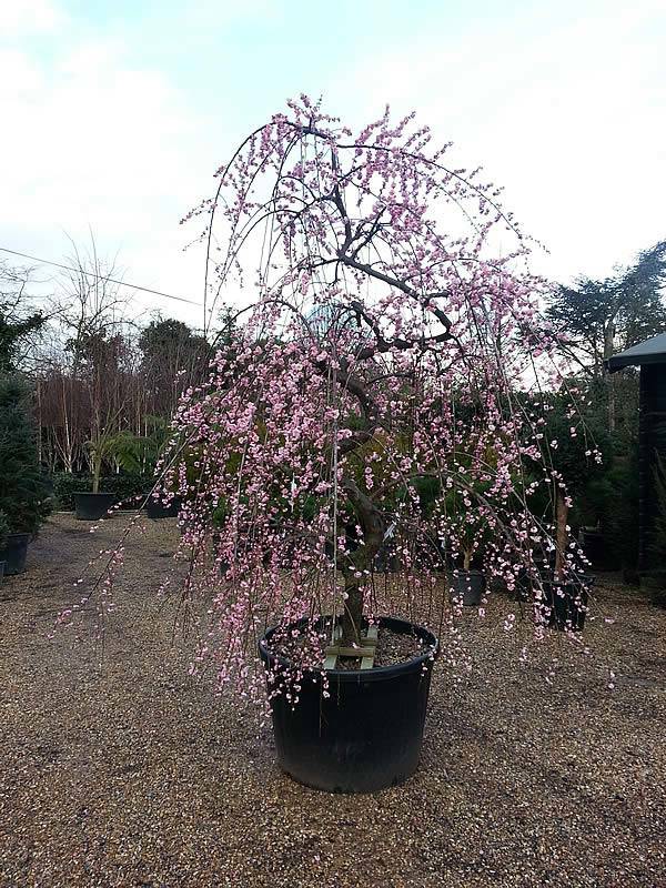 Photographed a few days ago, our flowering Prunus Mume (Japanese Apricot) laden with beautiful pink plum blossom