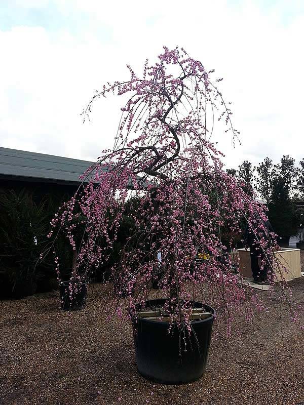 A beautiful specimen, this mature Prunus Mume tree will make a stunning ornamental addition to any garden