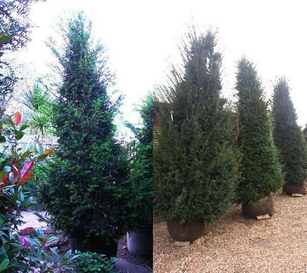 Yew trees for sale London garden centre, UK delivery