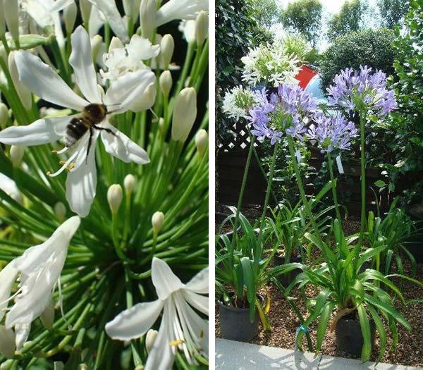 White Agapanthus Africanus Albus (African White Lily) - Beautiful, tall, elegant & eye-catching - every outside space deserves one