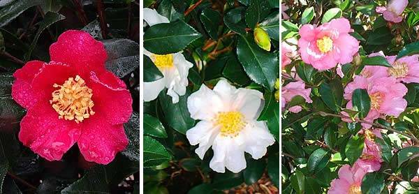 Our Special offer: Buy 2 camellia sasanquas for only £60.