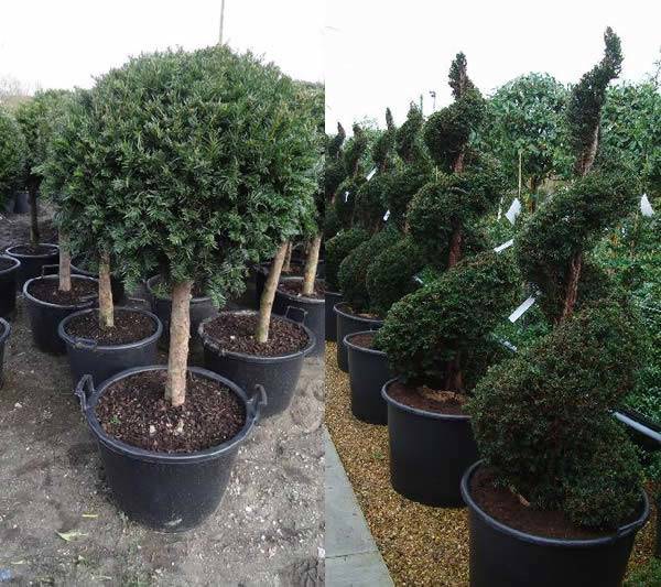 Yew Topiary | Half Standard Lollipop Trees | Yew Spiral Topiary