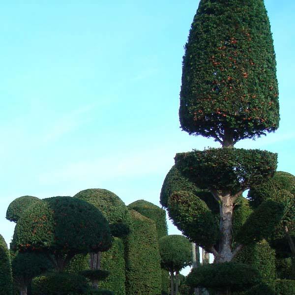 Yew Topiary Covered in Berries for sale London garden centre, UK