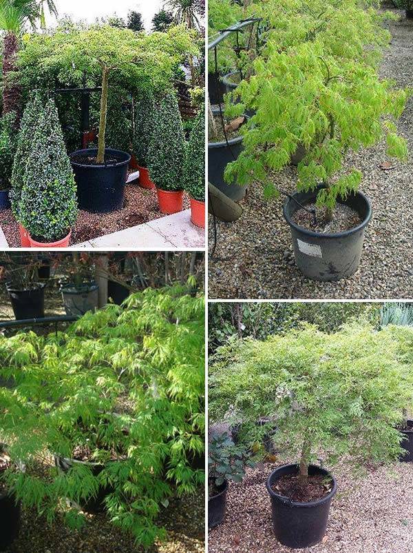 Click to add Acer Palmatum Dissectum to basket – UK wide delivery