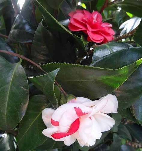  Camellias and Magnolias - Camellia Japonica Angela Cocchi