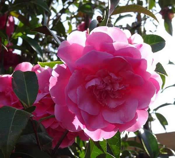  Camellias and Magnolias - Camellia Japonica Debbie 