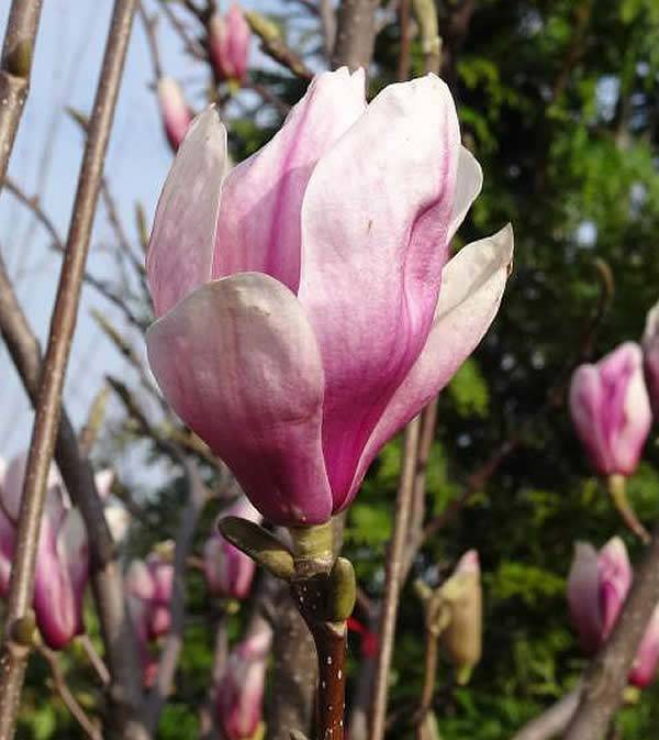 Magnolia Soulangeana is available in two sizes - 1.5 metres tall & an extra-large up to 3 metres tall.